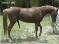 Horse cums 